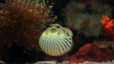 Pez globo inflado mostrando sus espinas defensivas en el fondo del mar