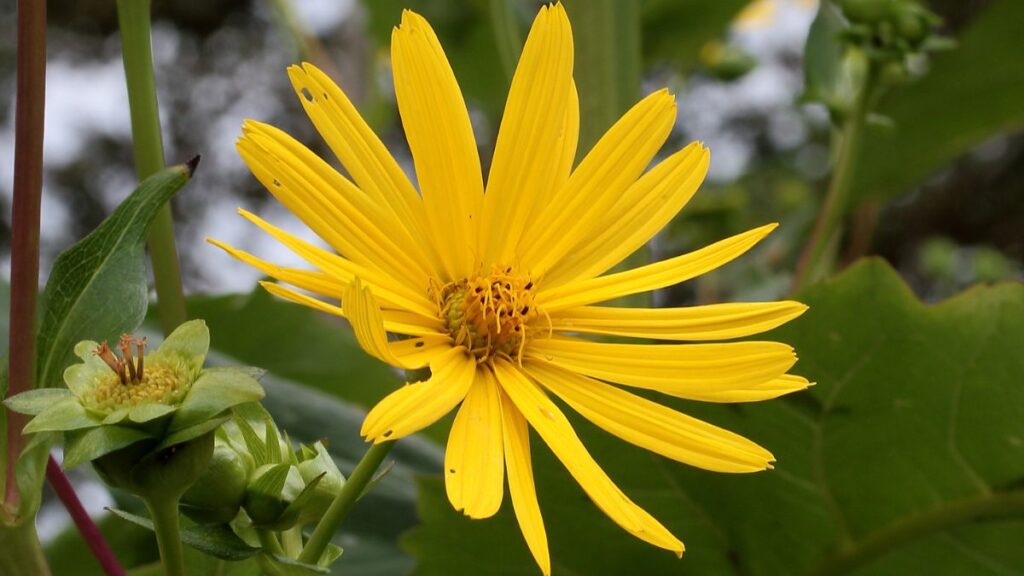 Silphium perfoliatum flor amarilla planta moderna